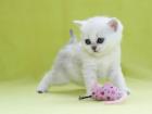 Zuckersüße Kitten Silver Shaded BKH mit Papieren