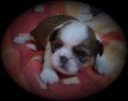 Niedl. kl. SHIH-TZU-WELPEN
