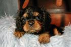Cavalier Welpen in black and tan Rüde Hündin