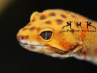 Leopardgeckos Zwergwüstengeckos und Kronengeckos abzugeben