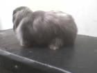 Cashmere kaninchen männlich geboren am 30. 05. 2022 und kastriert
