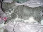 Ragdoll/Persermix Katzenmädchen
