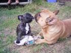 Knuffige Muskelpakete-französische Bulldoggen