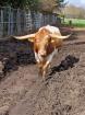 Texas Longhorn Bulle