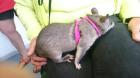 Gambia - Riesenhamsterratten - http / / gambiaratten. acctor. de - Informationen -