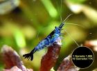 Carbon Rili Blue Zwerggarnele reinerbig Versand/ Abholung