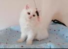 Langhaar Perser Kitten Kätzchen