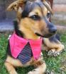 Exklusive Hundebekleidung Shirts Pullis Halsbänder für ihren kleinen Liebling