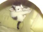 Hallo ich Verkaufe meine 3 Monate alte katze