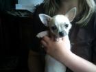 2 Chihuahuawelpen Rüde Hündin suchen ein Zuhause