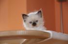 BIRMA BABYS AUS FAMILIÄRER HOBBYZUCHT