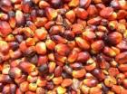 Rohes und raffiniertes Palmöl und Sonnenblumenöl