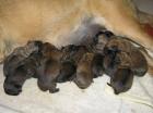 English Mastiff - Welpen