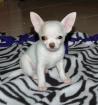 Wunderschöne Weisse Chihuahuababys Langhaar Rüde Und Hüden