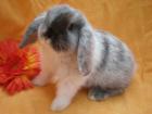 Süße handzahme Zwergkaninchen Mini Lops