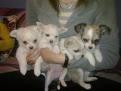 Mini Chihuahua Welpen kurzhaar/ weibchen