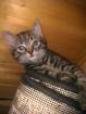 Hauskatze 2 monate alt.