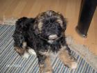 Süsse ShihTzu Mix Welpen Dame