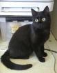 Nette schwarze Katze nur 8 Monate