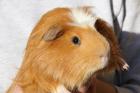 Verschiedene Meerschweinchenrassen zu verkaufen