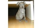 Pitbull Welpe APBT 8 Wochen alt weiß