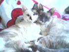 2 Siammix Katzen