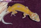 Leopardgeckos abzugeben PLZ 64625 Bensheim verschiedene Farbformen