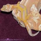 Leopardgeckos aus eigener Hobbyzucht abzugeben PLZ 64625 versch. Farbformen