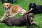 Suchen Hundeplatz Übungsgelände Wiese ab 2. 000 m