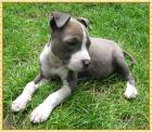 Süße Am Staff American Staffordshire Terrier Pitbull Welpen