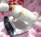 Chihuaua Welpe abzugeben Mini 12 cm gross