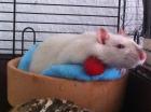 Die Ratten Johnny und Larry suchen dringend ein neues Zuhause