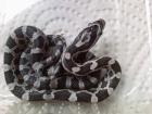 Kornnattern snow amel black albino motley snow