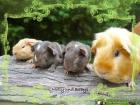 US Teddy Meerschweinchen Glatthaar Babys