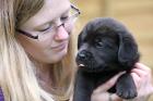 Schwarze Labrador Welpen