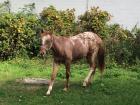 Pony Kinder Pony Mutter POA Leopard Zeichnung Stute 1 Jahr 1 25