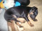 Süße Rehpinscher suchen ein neues liebesvolle zu Hause