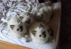 Bezaubernde Heilige Birma Babys zum Verlieben