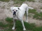 Boxerwelpen