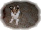 Sheltie Welpen abzugeben