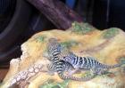 Halsbandleguan Weibchen und Männchen NZ 2022