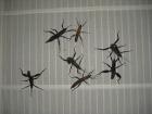 Eurycantha calcarata Dorngespenstschrecke