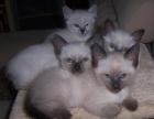 3 Süße reinrassige Siamkitten günstig zu verkaufen