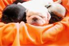 Reinrassige Mops-Welpen MPRV e. V. sportlich agil und gesund