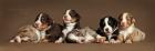 Zauberhafte Miniatur Australian Shepherd Welpen suchen ein liebevolles Zuhause