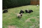 Mops Welpen suchen wunderschönes Zuhause