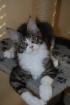 Maine Coon Kitten mit Papieren