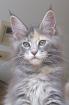 MAINE COON Jungkatze KASTRIERT 04. 7. 10 geimpft gechipt Stammbaum Luxpinsel