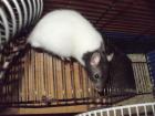 NOTFALL 3 kleine Ratten suchen neues Heim