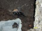 0. 1 Brachypelma vagans